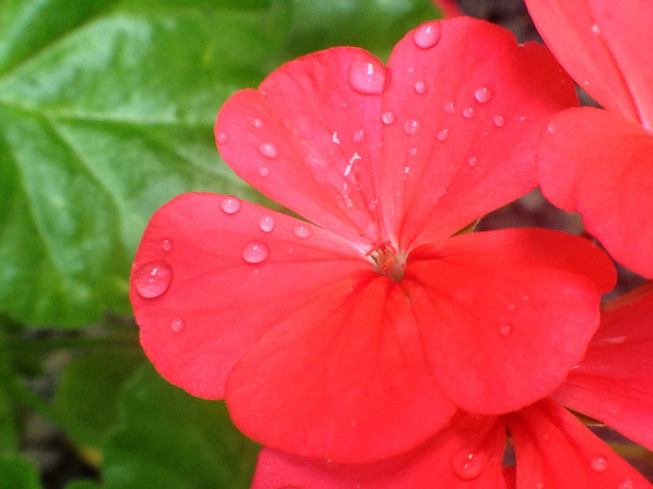 flower, freshness, petal, flower head, fragility, growth, red, beauty in nature, close-up, single flower, drop, blooming, nature, water, plant, pollen, pink color, stamen, wet, in bloom