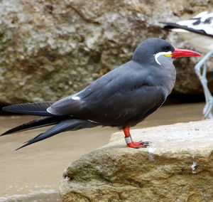 Close-up of bird