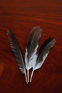 High angle view of feather on table