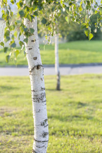 View of tree trunk on field