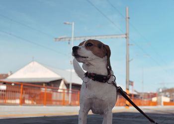 A dog waits for his owner at the train station. the concept of loyalty, abandonment and canine