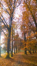 Trees in autumn