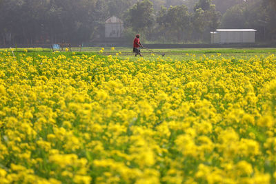 rapeseed