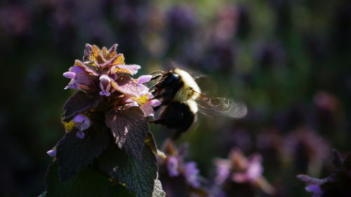 Close-up of insect on flowers against blurred background