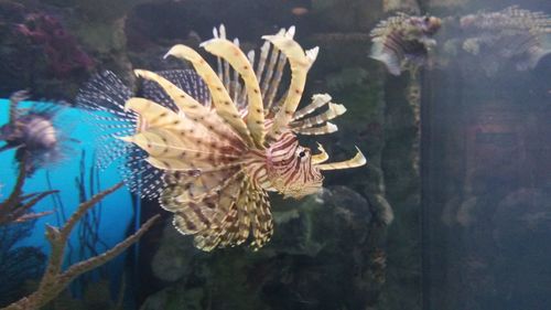 Close-up of fish swimming in aquarium