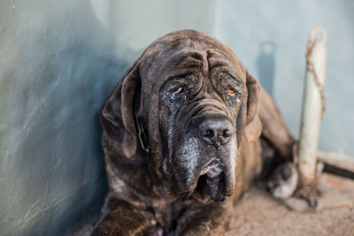 Close-up portrait of a dog