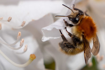 Close-up of bumblebee on flower