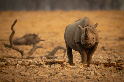 Elephant walking on a land