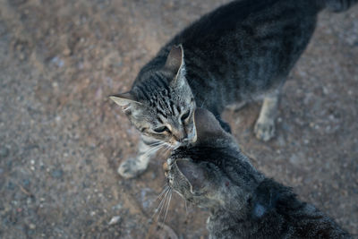 High angle view of cat