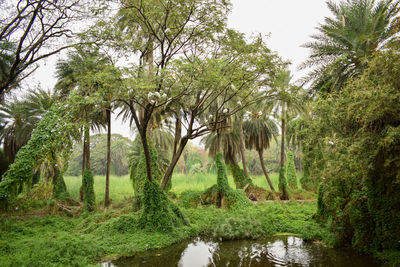 Scenic view of lake in forest against sky