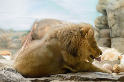 Side view of lion sitting on rock