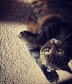 Close-up portrait of a cat