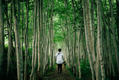 Rear view of man walking in forest
