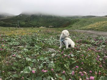 Dog sitting on wild flowers in french alp hiking trail