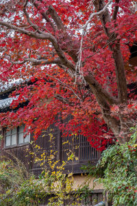 Red flowers on tree