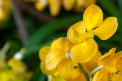 Close-up of yellow flowering plant in park