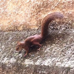 Squirrel on ground