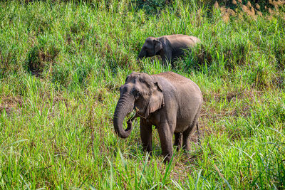 Elephant in a field