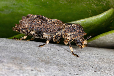 Close-up of insect