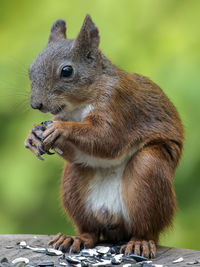 Close-up of squirrel