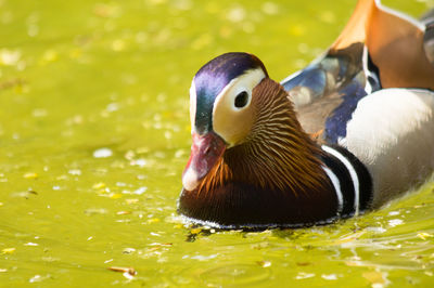 Close-up of duck swimming in lake