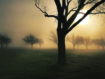 Bare trees on field against sky during foggy weather