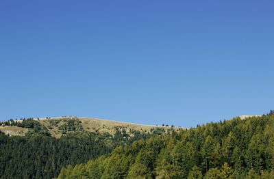 Scenic view of trees against clear blue sky