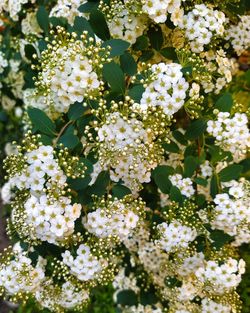 Close-up of white flowering plants