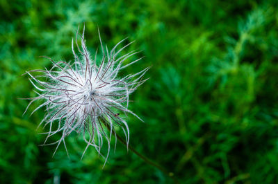 Close-up of flowers against blurred background