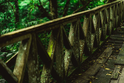 View of bridge in forest