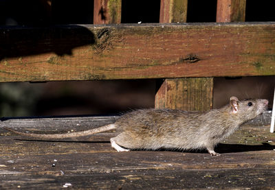 Close-up of squirrel sitting on wood