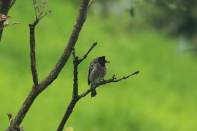 Bird perching on a tree