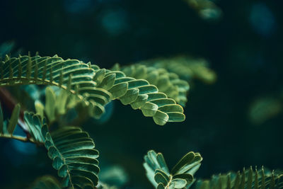 Close-up of fern leaves