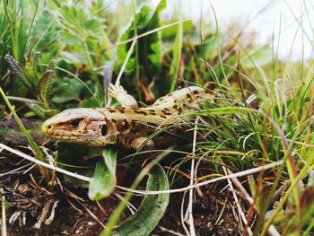 Close-up of lizard on grass