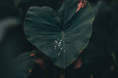 Close-up of water drops on leaf