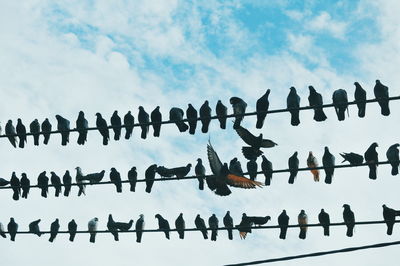 Low angle view of birds against sky