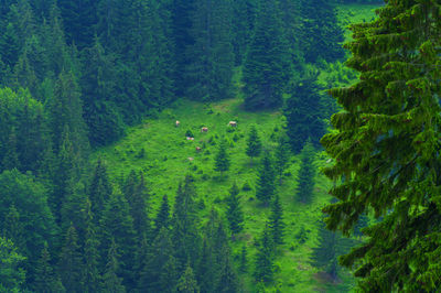 Pine trees in forest