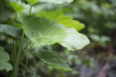 Close-up of raindrops on leaves