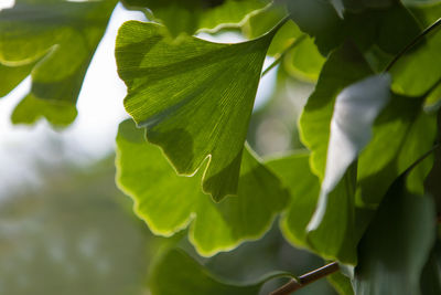 Close-up of green leaves