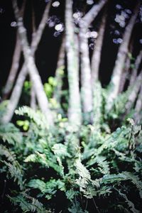 Close-up of tree trunk in forest