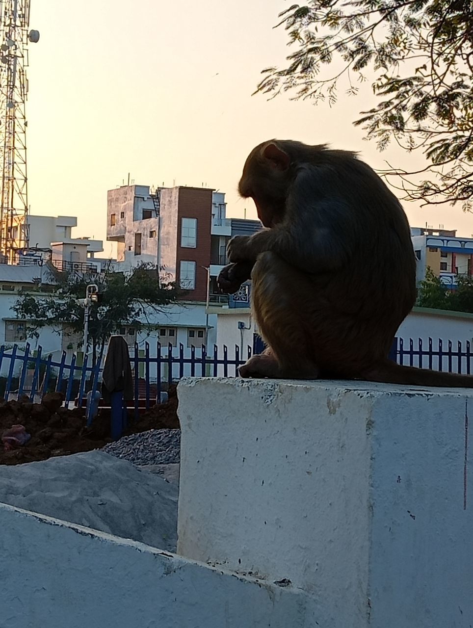 architecture, art, sculpture, city, statue, built structure, animal, building exterior, animal themes, sky, nature, one person, mammal, tree, primate, monkey, one animal, outdoors, blue, adult, temple, monument, day