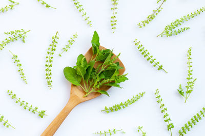 High angle view of leaves against white background