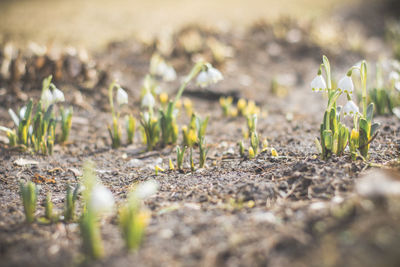 Close-up of plants growing on field