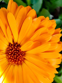 Close-up of orange flower