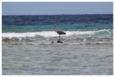 Gray heron perching on rock in sea against sky