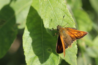 Close-up of butterfly on leaf