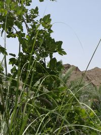 Scenic view of green landscape