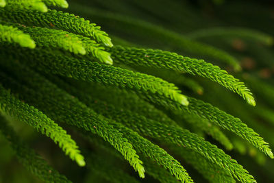 Detail shot of plant