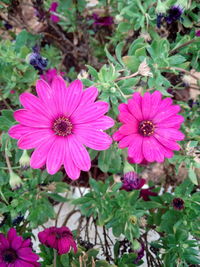 Close-up of pink flowers