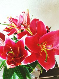 Close-up of pink rose plant